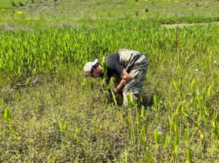 Stormwater technician conducting vegetation maintenance in a constructed wetland to support effective stormwater filtration.