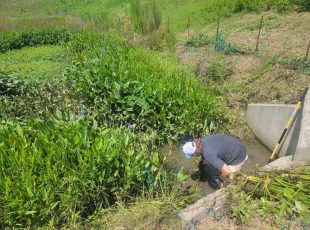 Stormwater technician performing maintenance on a vegetated outlet structure in a constructed wetland, clearing debris and invasive growth.